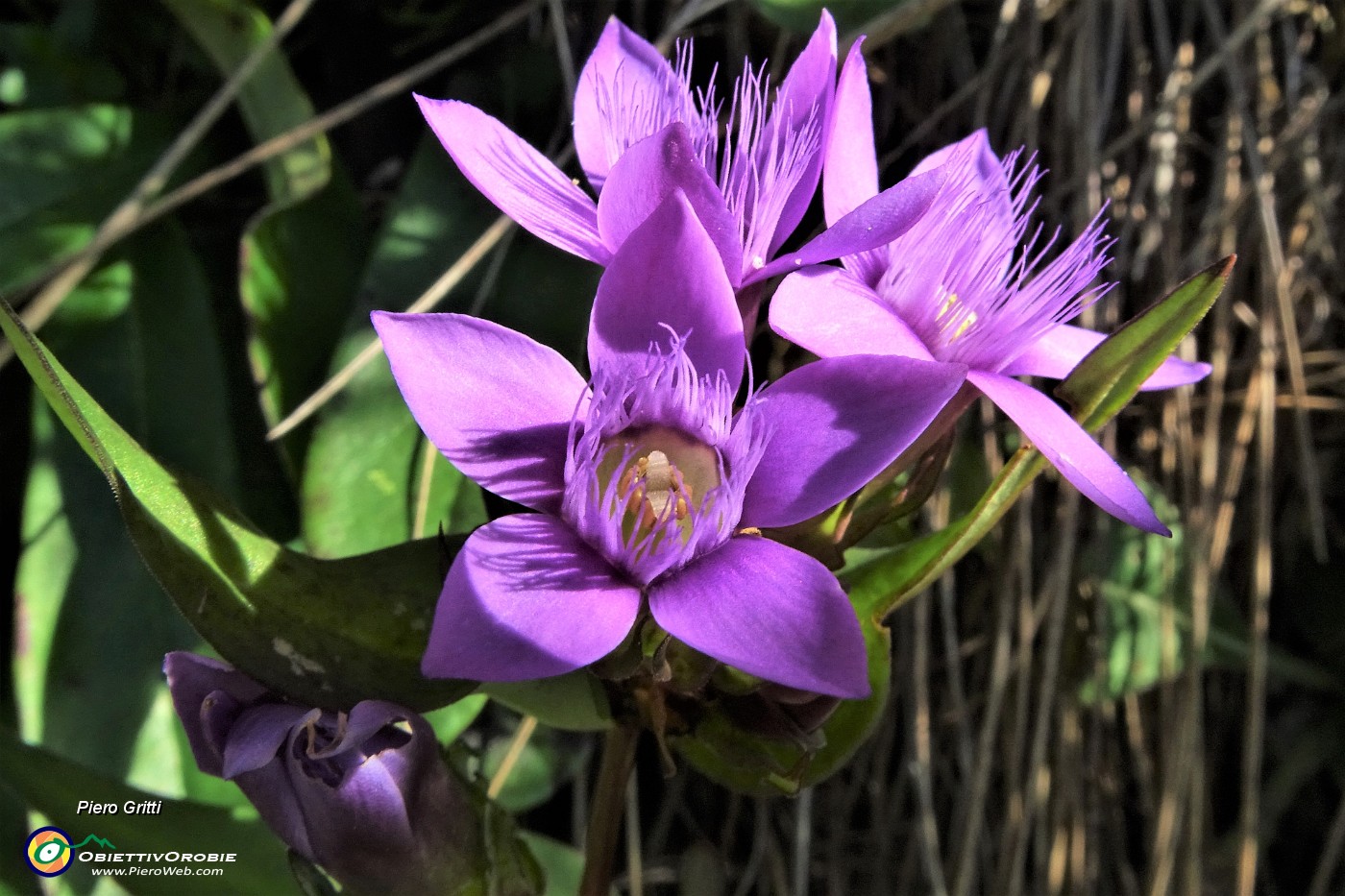 20 Gentiana anisodonta ramosa sul 'Sentiero degli Stradini'.JPG